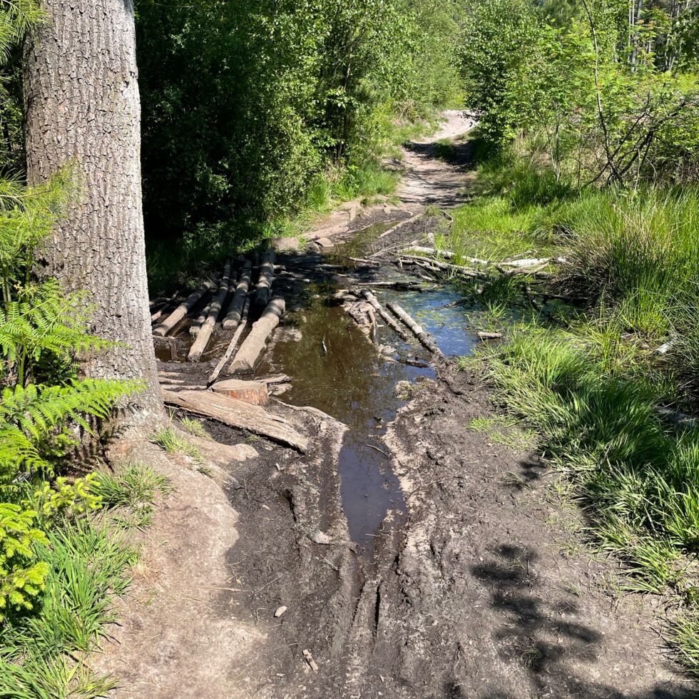 202106_Dalheimer-Runde_Sommer_schlammiger Waldweg- (C)NPSN Ermecke